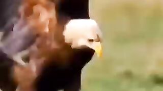 Big Ego, Eagle Vs cheetah.mp4.2026