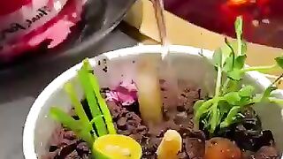 Would You Pay $500 for a “Growing” Salad in China?! ????????#FoodTok#Luxury#salad #innovation #business