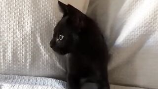 Kawai cats