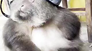 Persahabatan Monyet dengan Penjaga Kuil ????