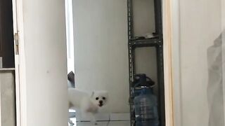 He Came to Take You for a Walk