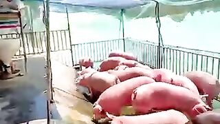 Pig-Fish Farming: The Combo That Tripled His Profit ????????????#fyp #farm #pig #fish #facts #inventions