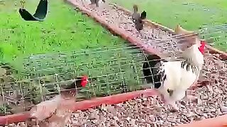 This Tunnel System Changes How Chickens Are Raised! ????#farming #lifehacks #satisfying #nature #diy