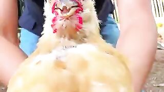 “This Chicken Has Better Stabilization Than Your Camera! ????#didyouknow #cameratest #science #gopro