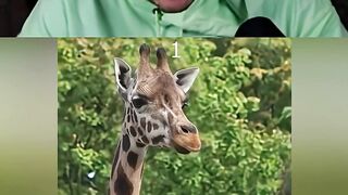 RRaenee___Hangisi_acaba_ya