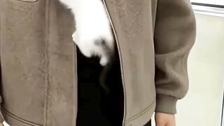 This Kitten Climbed a Human… and Found a New Home