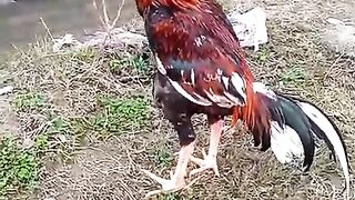 Reserch in chicken
