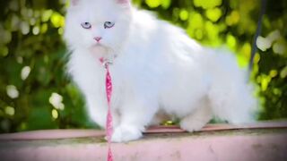Cat cat