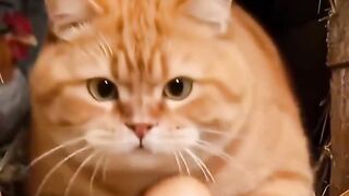 CAT COOK.