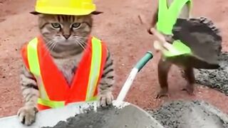 Viral Cat funny 2026