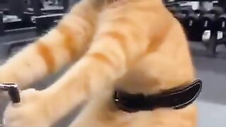 Cat at the Gym! Funny Workout