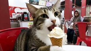 The cat is enjoying ice cream