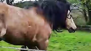 That Fabulous Mane? Sorry, Time for a Trim!????#horse #horse #haircut #beforeandafter #viral #fyp