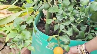 Fruits harvesting in my garden _fruits _mygarden _organicfarming _gardening _shorts