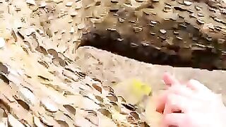 ????Is This Tree Actually Producing Coins? #fyp #viral #Trending #didyouknow #satisfying #coin#tree