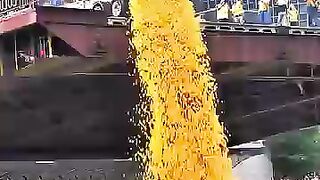 “????The Chicago River Just Turned Yellow—But It’s Not Pollution!” #facts #duck #chicago #didyouknow