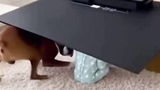 RESCUE DOGS