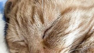 When I sleeps, I snores!