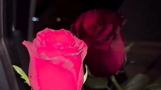 ورده حمراء المحبوبه