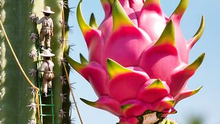 Dragon fruit tree and worker