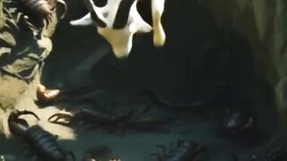 New video
