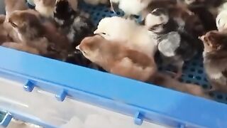 Chicken painz