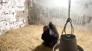 Black chicken shor