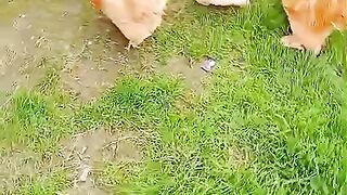Chicken in lawn