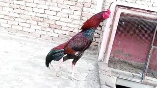 Chicken king