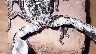 The scorpion