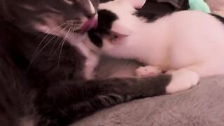 Snuggle time with big brother, Fraggle