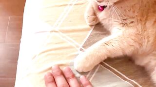 Will you play with me?