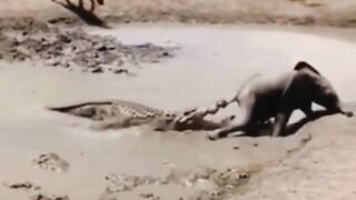 Life in the Wild: Where Survival Writes the Rules