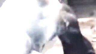 Amazing fight