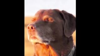 Cooked Dog Meme