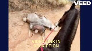 Videos caso do cachorro orelha portal zacarias video do cachorro orelha portal zacarias proibido