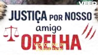 News link portal zacarias orelha foto caso do cachorro orelha