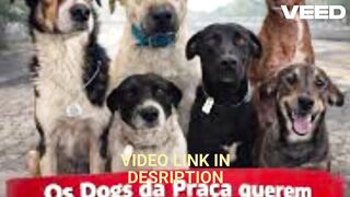 Tren video do cachorro orelha portal zacarias video do cachorro orelha