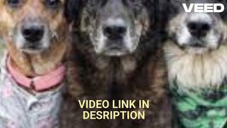 Original video do cachorro orelha sendo espancado