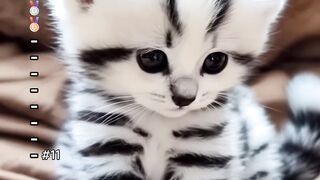 Love for a baby kitten
