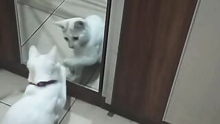 Dasar kucing