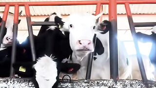 BalliBotMogis #TrendingReels #FYP #ViralTikTok #MillionViews