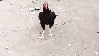 Aseel farming
