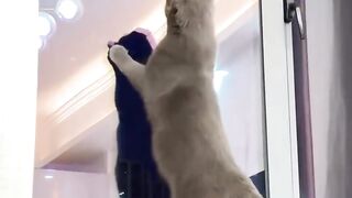 “Adorable Cat Moments That Will Melt Your Heart”