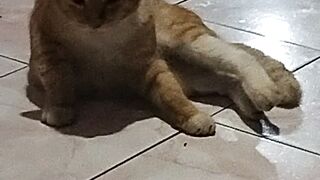 Cat in cradle