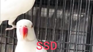 The beautiful parrots