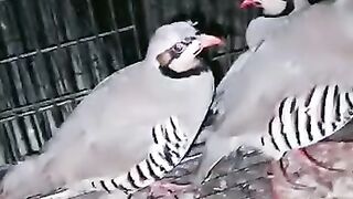 The Lovely Birds