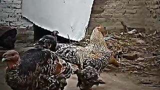 The birds difference