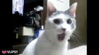 shocked-cat memes