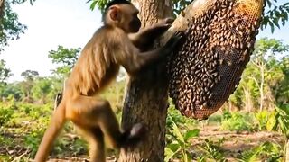 Monkey Attacked by Millions of Bees Animal Rescue Team Saves